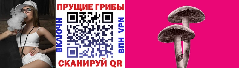 darknet наркотические препараты  Бирюч  Галлюциногенные грибы MAGIC MUSHROOMS  купить  